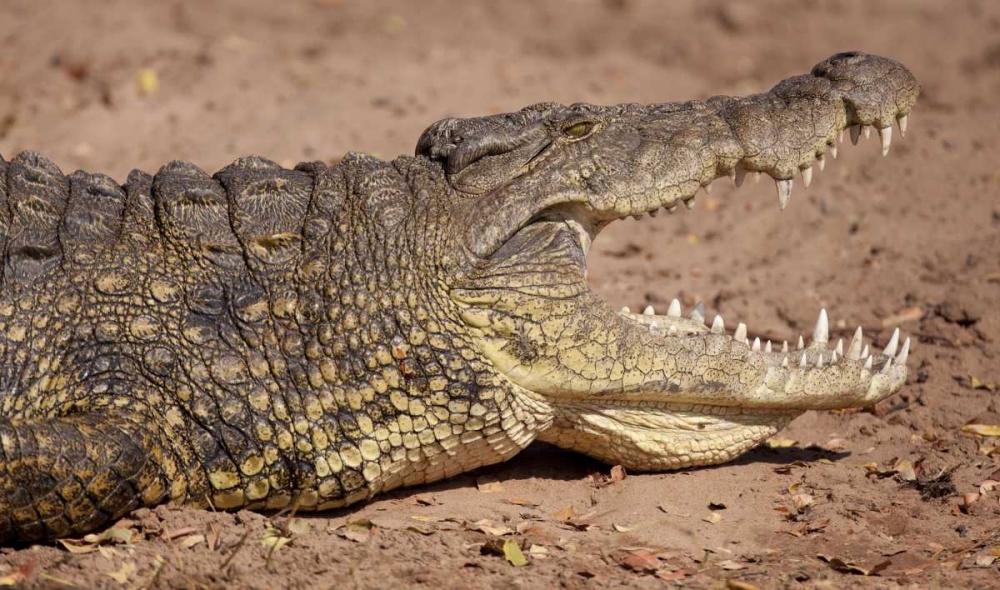 Africa, Botswana, Chobe NP Cocodile Close up